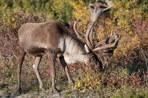 Alaskan elk Stock Photos