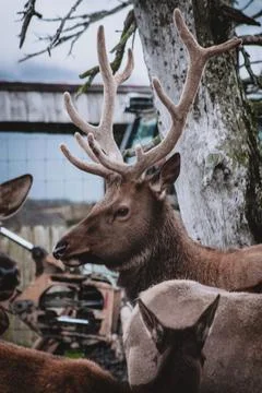 Alaskan Elk in Rustic Setting Stock Photos