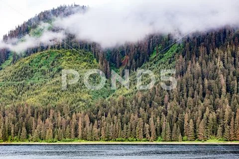 Alaskan Evergreens Under Fog Stock Photos
