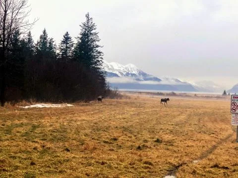 Alaskan fall Stock Photos