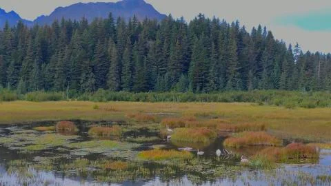 Alaskan fall Stock Photos
