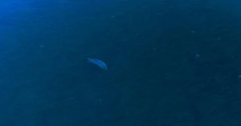 Alaskan fall Stock Photos