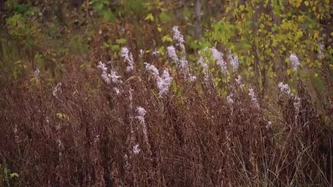 Alaskan Fireweed Stock Footage 82184867