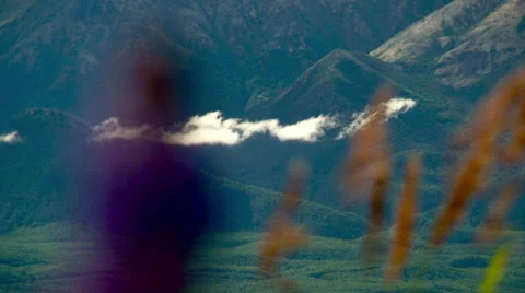 Alaskan flowers with a three way pull focus Stock Footage 40452783