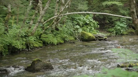 Alaskan Forest River 1 Stockbeeldmateriaal 8570355