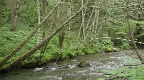 Alaskan Forest River 2 Video stock 8570165