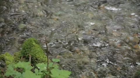 Alaskan Forest River 4 Video stock 8570306