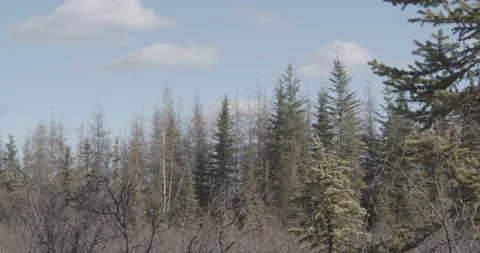 Alaskan Forest Tree Tops and Sunny Day Clouds Stock Footage 152958817