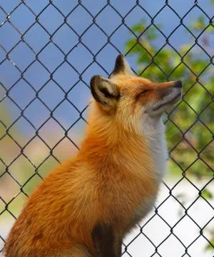 Alaskan fox Stock Photos