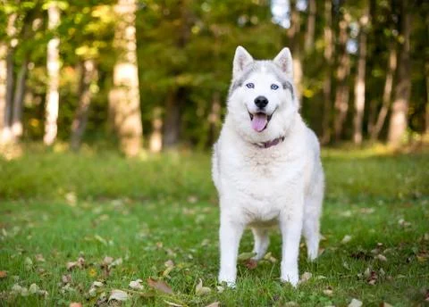 An Alaskan Husky dog with a happy expression standing outdoors Stock Photos