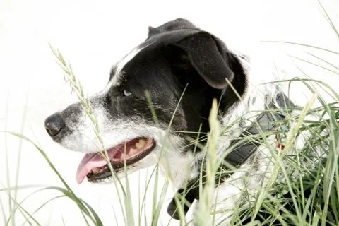 Alaskan Husky Stock Photos