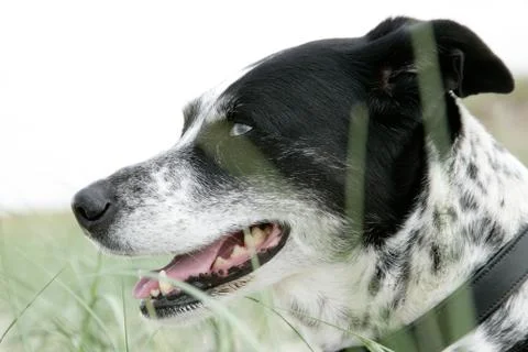 Alaskan husky Foto stock