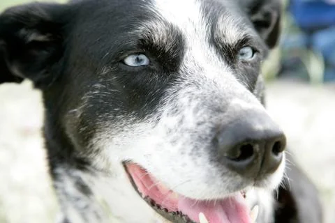 Alaskan husky Stock Photos