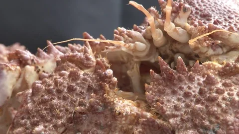 Alaskan King Crab close up Stock Footage 85364060
