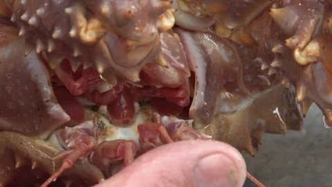 Alaskan King Crab close up Stock Footage 85364062