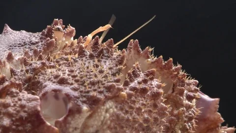 Alaskan King Crab close up Stock Footage 85368705