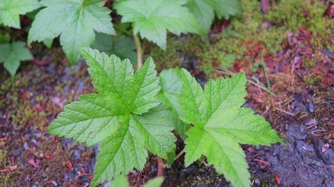 Alaskan Leaves in the Summer Stock Footage 95499334