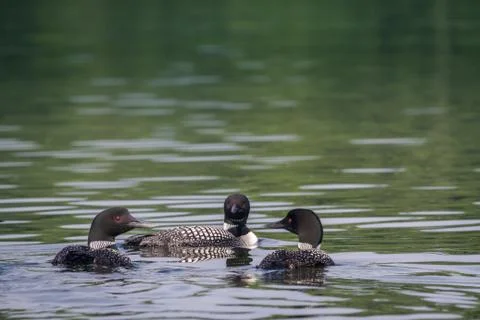 Alaskan Loons Stock Photos