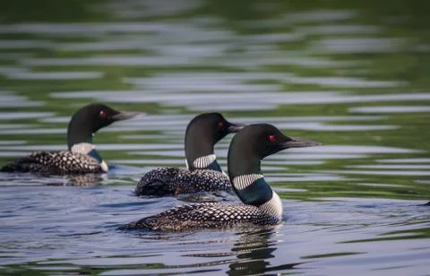Alaskan Loons Stock Photos
