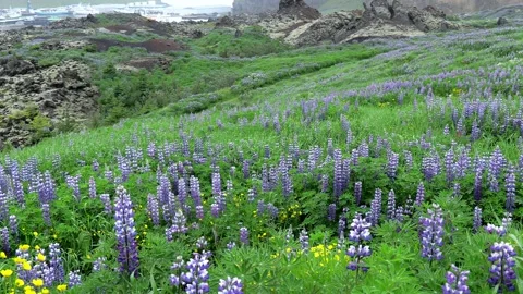 Alaskan Lupin Stock Footage 164625629