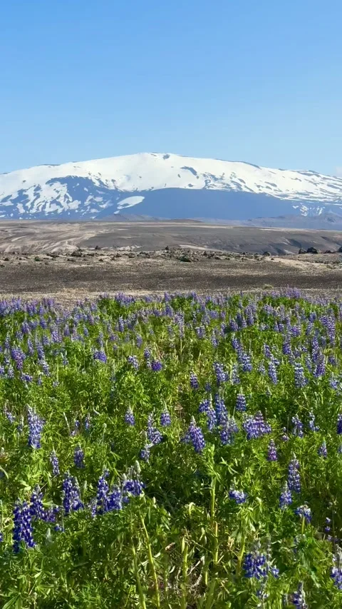 Alaskan lupines bloom in Icelandic fields with a snow-capped volcano in the back Video stock 312232774