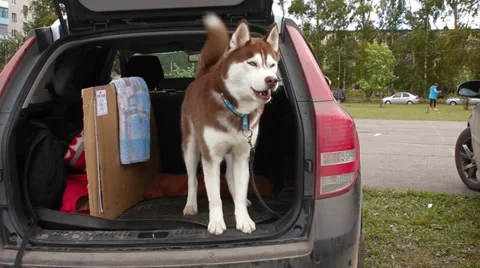 Alaskan malamute in car Stock Footage 27897931
