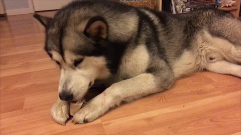 Alaskan Malamute Chewing on Bone - Closeup Video stock 71559478
