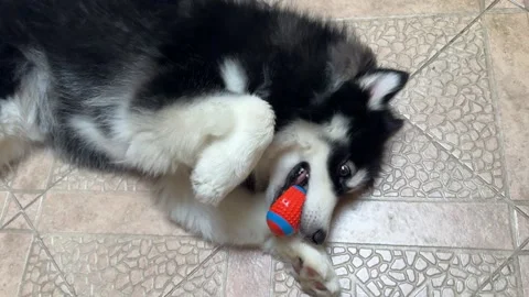 Alaskan malamute dog playing Vídeo Stock 342685644