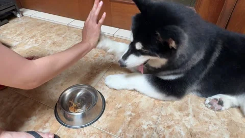 Alaskan malamute dog playing 스톡 동영상 342685651
