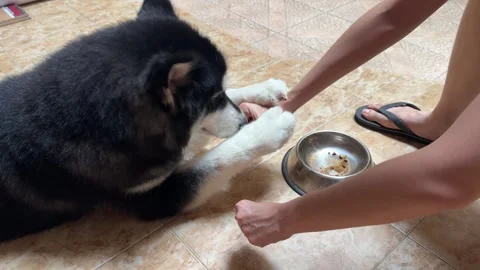 Alaskan malamute dog playing Vídeo Stock 342685667