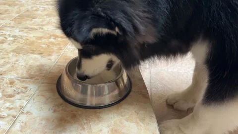 Alaskan malamute dog playing 스톡 동영상 342685694