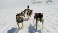Alaskan Malamute Dogs Used For Dog Sled Adventures, Usa Stock Footage