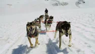 Alaskan Malamute Dogs Used For Dog Sled Adventures, Usa Stock Footage