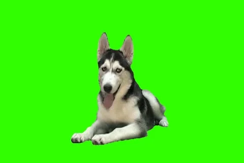 Alaskan Malamute Video stock 18410023