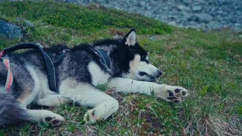 Alaskan Malamute In Harness Lying On Grassy Patch In Norway. closeup shot 스톡 동영상 307474644