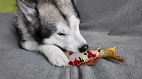 Alaskan Malamute has fun with a toy. Close-up video of a happy, playful pet. Stock Footage 266901281
