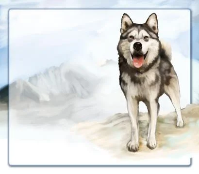 Alaskan malamute Stock-Illustration