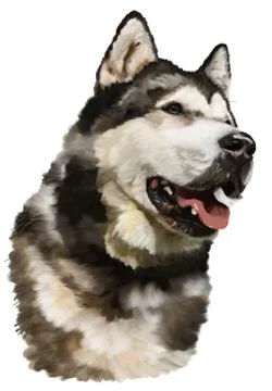 Alaskan malamute Stock-Illustration