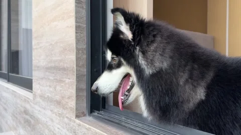 Alaskan malamute looking out from window 스톡 동영상 342686661