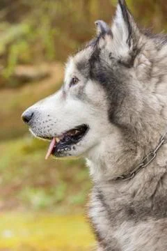 Alaskan Malamute looking sideways. Stock Photos