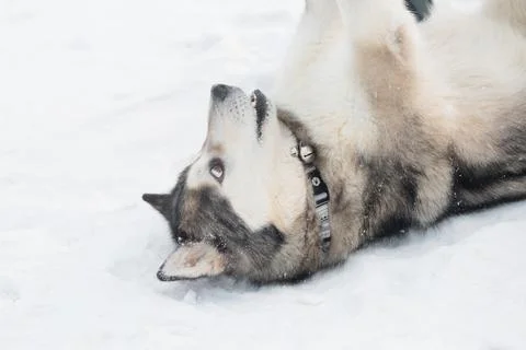 Alaskan malamute lying upside down in winter forest. Stock Photos