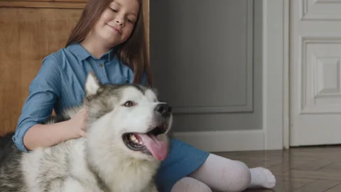 Alaskan Malamute or Active Big Siberian Husky with Smiling Owner on Floor in Dom Stock Footage 199477026