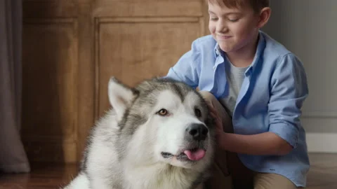 Alaskan Malamute or Active Big Siberian Husky with Small Young Caucasian Owner o Stock Footage 199477029