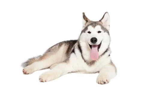 Alaskan malamute Stock Photos