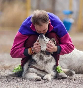 Alaskan malamute Stock Photos