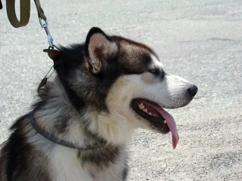 Alaskan Malamute Stock Photos