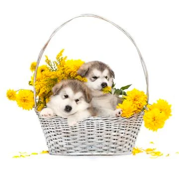 Alaskan malamute puppies in a flower basket Stock Photos