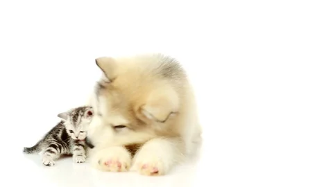 Alaskan malamute puppy and tiny kitten lying together on white background Stock Footage 90210433