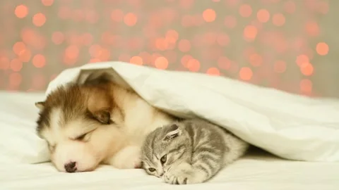 Alaskan malamute puppy and tiny kitten sleep together Stock Footage 160140872