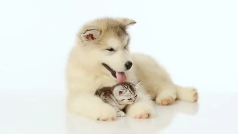 Alaskan malamute puppy embracing tiny kitten Stock Footage 90210539